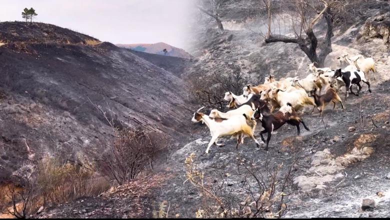 Delvina e mbuluar nga hiri i zi i zjarreve apokaliptike, banorët: Ku do jetojmë?