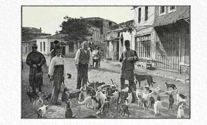 Deri në ç’masë ishte kujdesi ndaj kafshëve në Perandorinë Osmane?