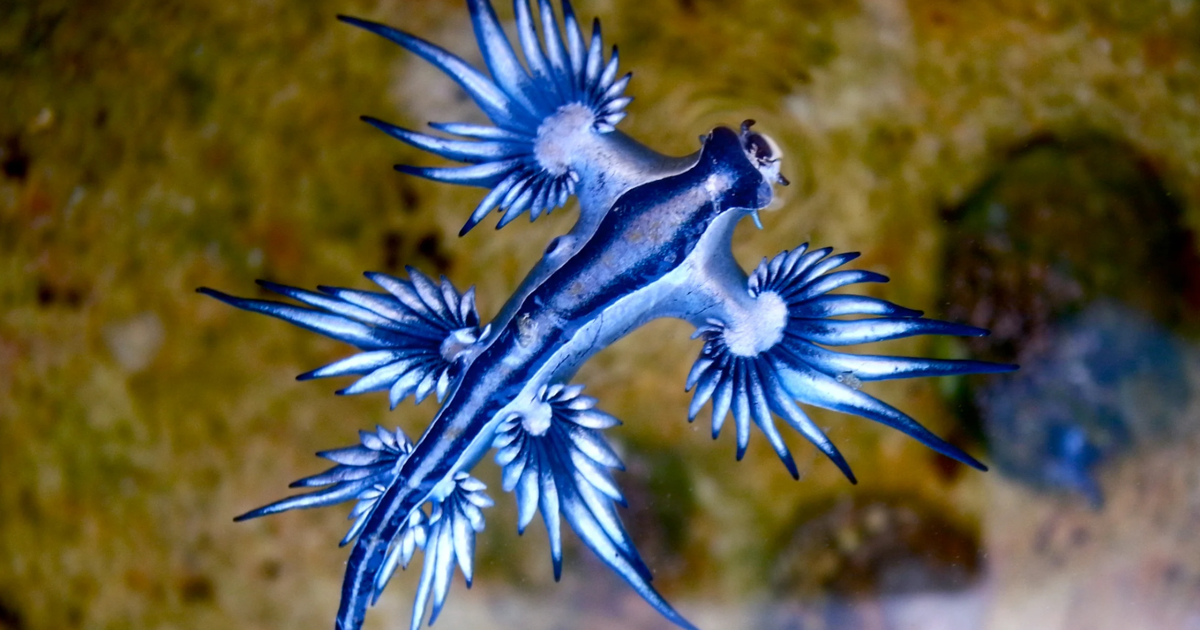 “Dragoi Blu” mbyll përkohësisht plazhet në Spanjë/ Krijesa e vogël, por jashtëzakonisht e rrezikshme