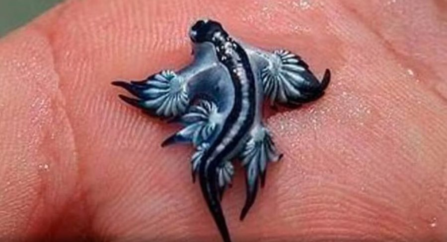 “Dragoi blu” sa gishti i dorës mbyll disa plazhe në Spanjë