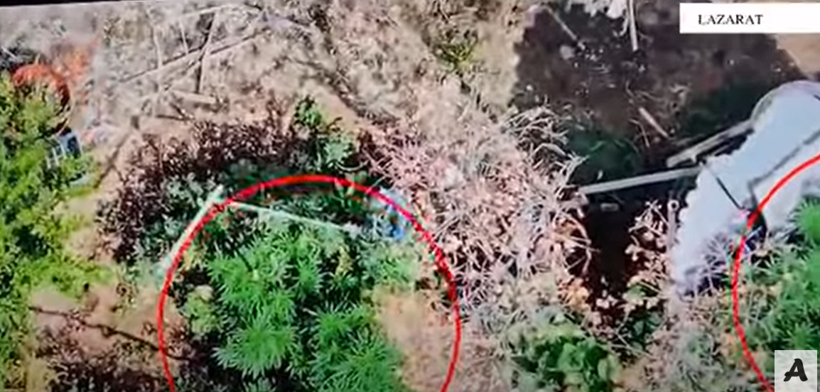 Droni i policisë mbi Lazarat, zbulohet kanabis në oborrin e shtëpisë, një i arrestuar (VIDEO0