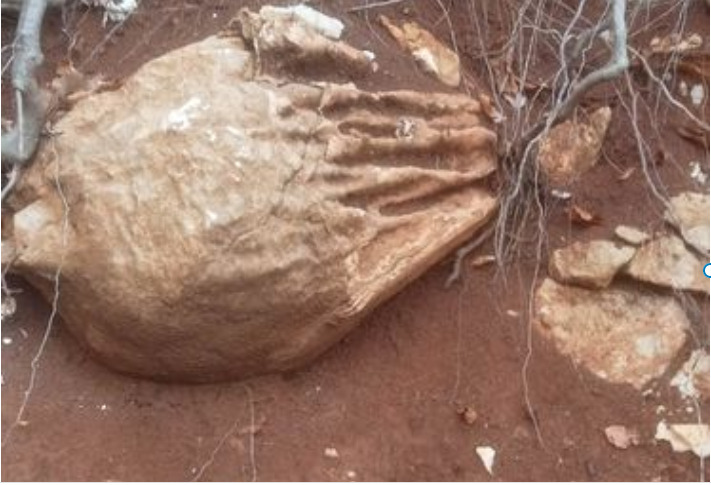 E rrallë: Qytetari nga Tirana pretendon se ka zbuluar një ‘gur’ që mund të jetë zbulim shumë i rëndësishëm(Foto)