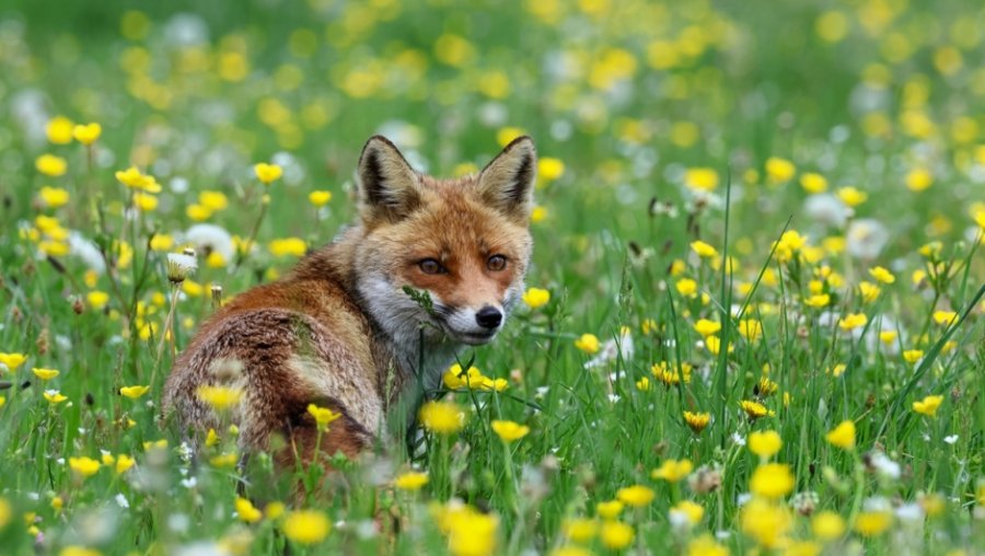 Ekinokokoza alveolare, rriten rastet në Europë: çfarë është dhe pse është vdekjeprurëse për njeriun