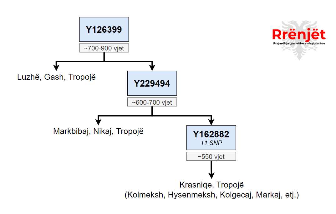 Fisi Gashi – Prejardhja gjenetike