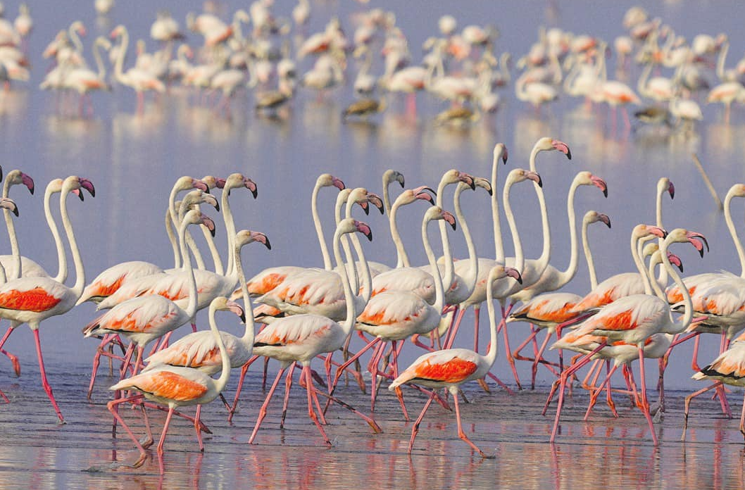 Flamingot në Luginën e Nartës, Rama poston videon unike