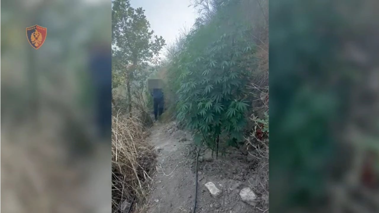 Gjenden 77 bimë kanabisi në Mallakastër, arrestohet 58-vjeçari