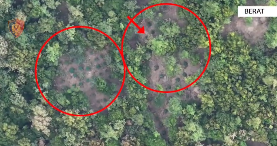 Goditen kultivuesit e kanabisit, pesë të arrestuar në Skrapar, kapen bimë narkotike dhe armë