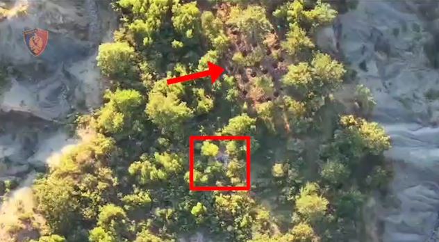 Kapen ‘mat’ në parcelë 2 kushërinjtë në Berat/ Kishin kultivuar 64 bimë kanabisi, sekuestrohet një armë gjahu çifte…