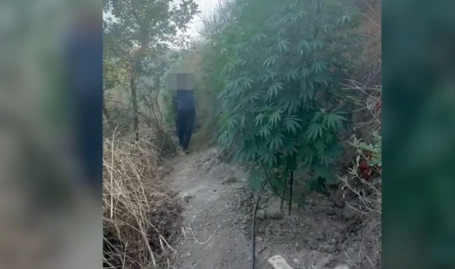 Kapet në flagrancë duke kultivuar kanabis, arrestohet 58-vjeçari
