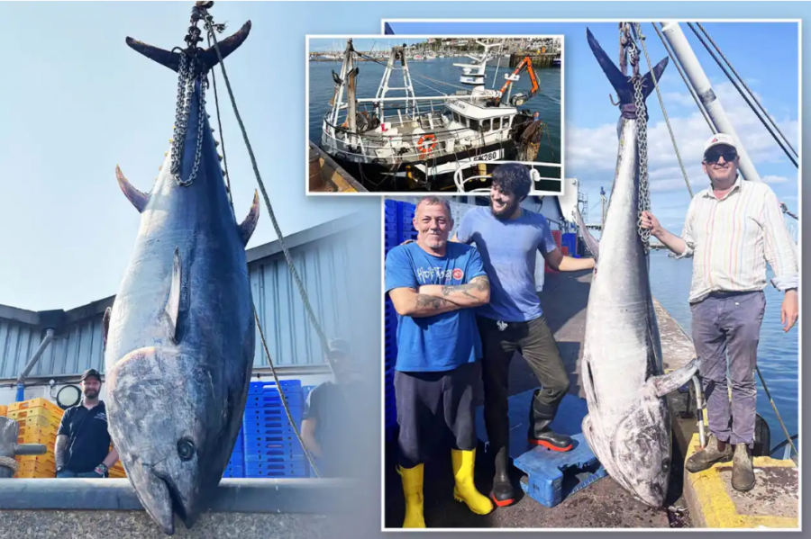 Kapet peshku gjigant, mund të ushqejë 1000 persona