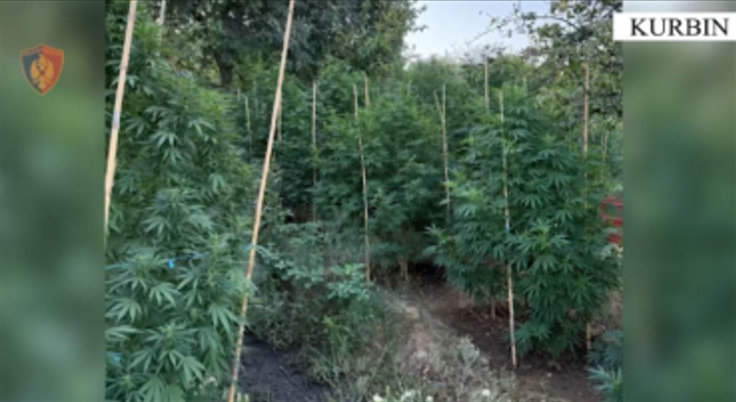 Ktheu oborrin e shtëpisë në parcelë kanabisi, arrestohet 32-vjeçari në Kurbin (Emri)