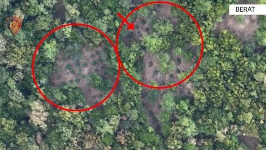 Kultivonin dhe shisnin kanabis/ Arrestohen 5 persona në Skrapar, nën hetim kryeplaku