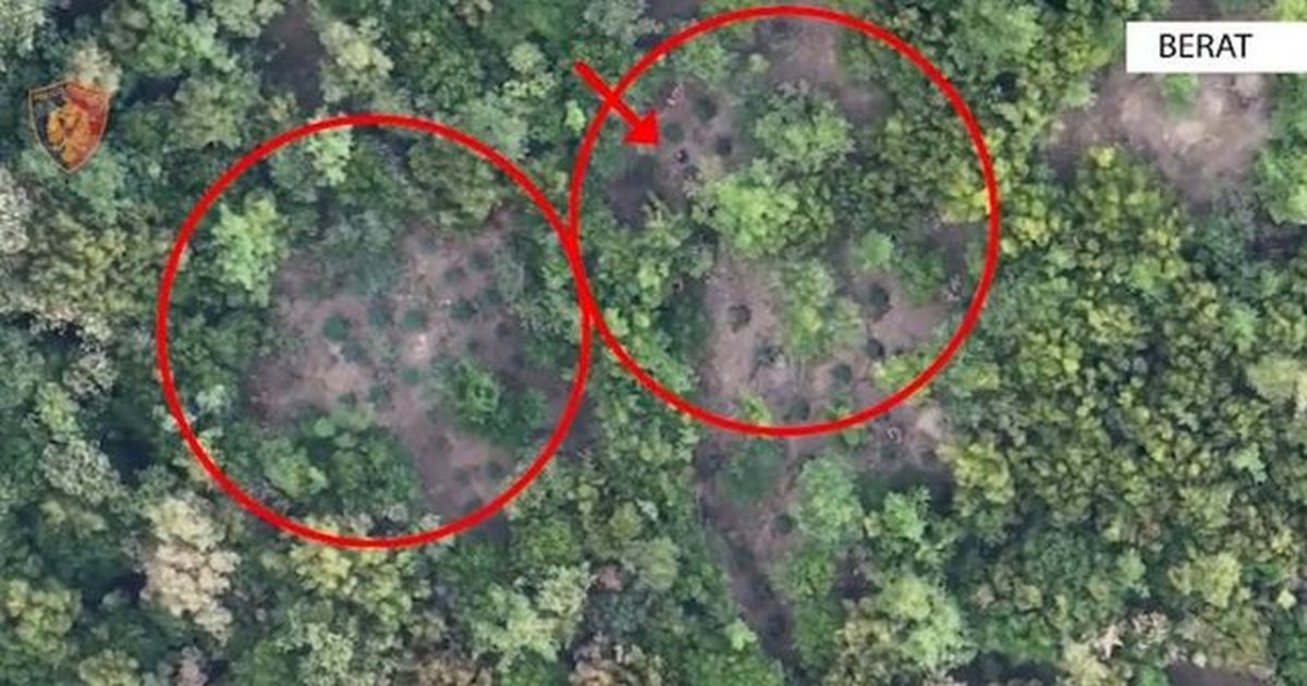 Kultivonin kanabis, 5 në pranga në Skrapar/ Nën hetim kryeplaku, i gjenden armë dhe eksplozivë