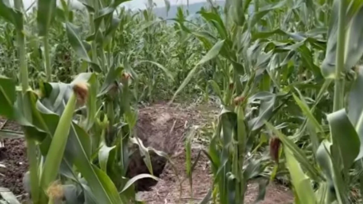 Makabër/ Vrasja dhe groposja e një personi në një arë të mbjellë me misër, arrestohet autori i dyshuar