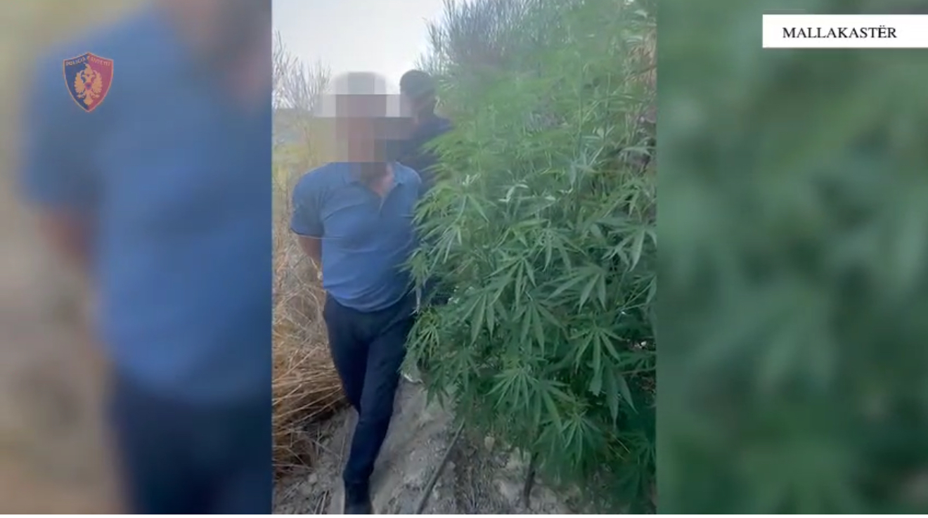 Mallakastër – Arrestohet 58-vjeçari, u kap në parcelën me 77 bimë kanabis