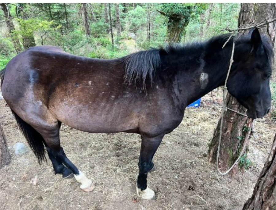 Masakër në Malin e Llogarasë/ Qëllohen me armë gjahu 22 kuaj të lirë