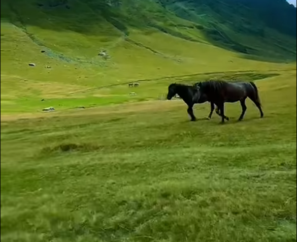 Mes natyrës dhe kuajve, Rama thotë “mirëmëngjes” me pamjet nga Bjeshkët e Dobërdolit