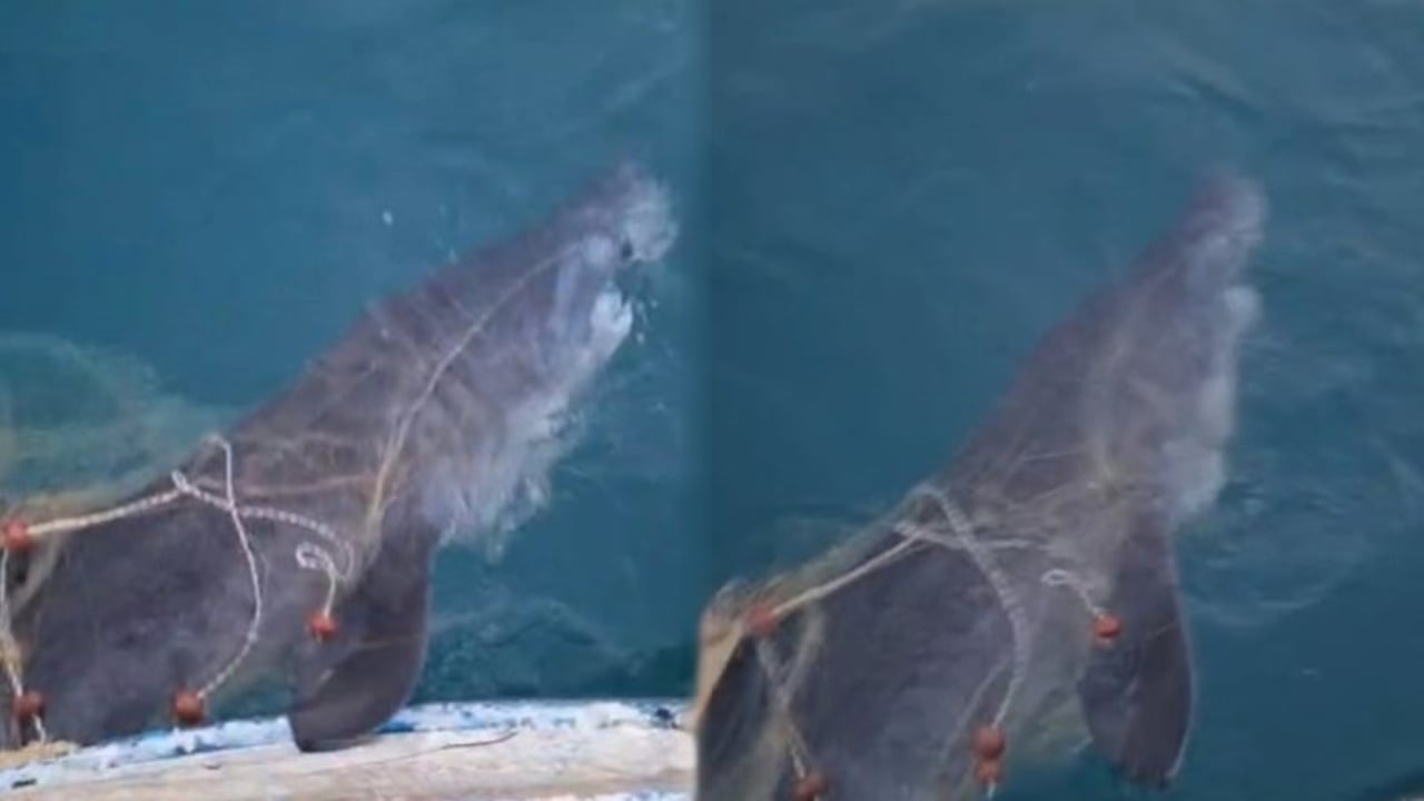 Momente të rralla në Adriatik, peshkatarët kapin peshkaqenin ‘Tigër’ 3 metra të gjatë