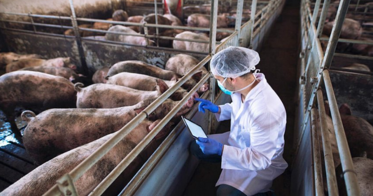 Murtaja në derra dhe sëmundja e shpendëve, ndalohet importi nga disa shtete