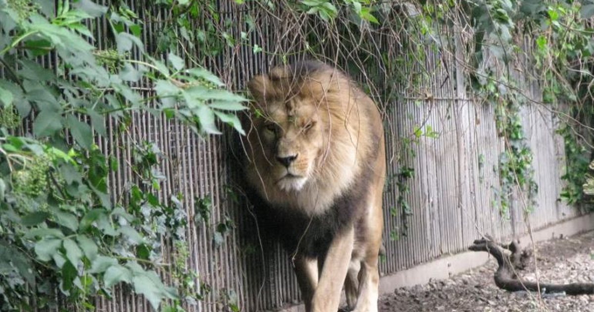 “Na jepni kafshë shtëpiake për të ushqyer grabitqarët”, thirrja e kopshtit zoologjik në Danimarkë ngjall debate