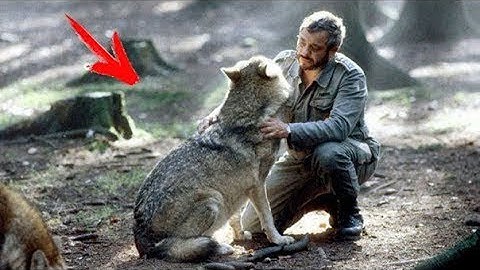 Një burrë shpëtoi një këlysh ujku, nëna e këlyshit ia ktheu nderin (Video)