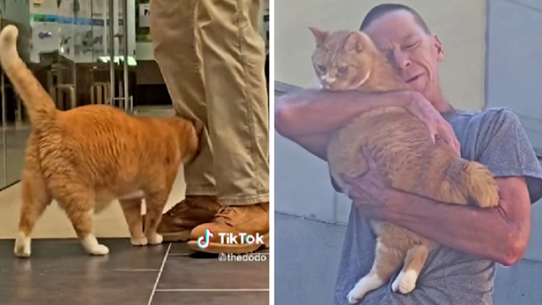 Një mace jeton në një muze amerikan që nga viti 2009