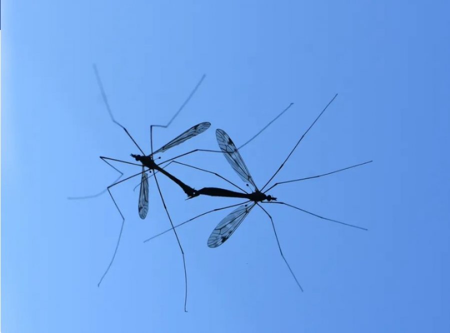 Numër rekord rastesh të sëmundjeve të transmetuara nga mushkonjat në Evropë