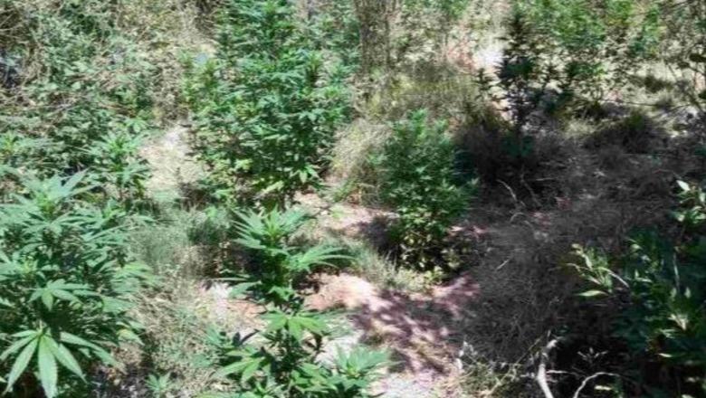 Operacion policor/ Zbulohet parcela e hashashit e kultivuar edhe në toka publike, autorët ende të paidentifikuar