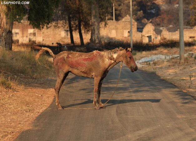 Pamje të trishta, shikoni pasojat që ka lënë zjarri në Delvinë (Foto)