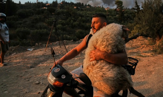 Pamjet që po bëjnë xhiron e botës! Greqia mes flakëve, njerëzit mbajnë kafshët në krah për t’i shpëtuar nga zjarret