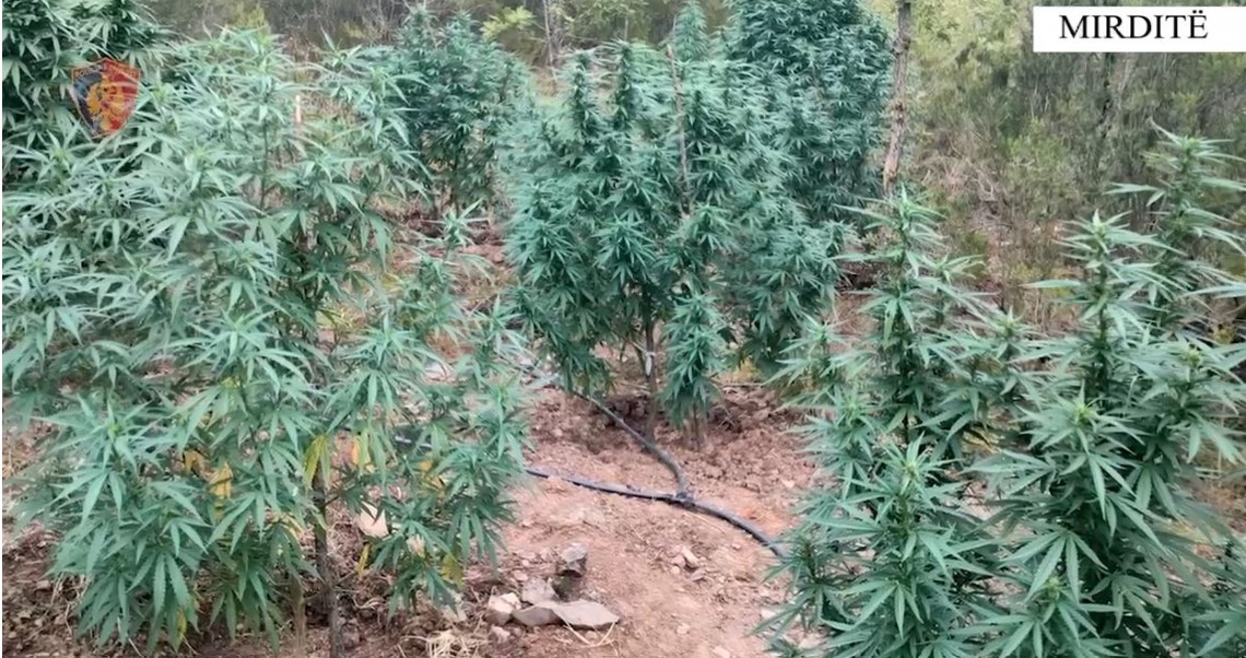 Parcelë me kanabis, pranga 59 vjeçarit në Mirditë, asgjësohen bimët narkotike