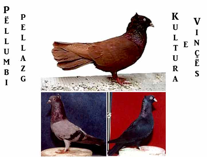 Pëllumbi pellazg në Kulturën e Vinçës