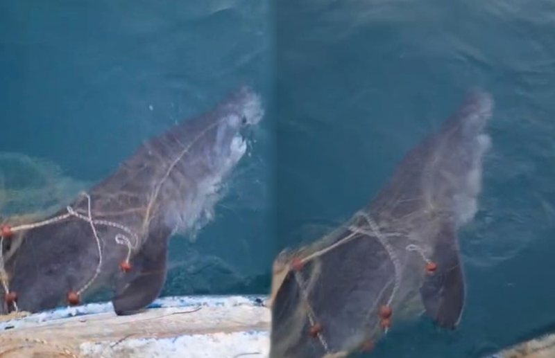 Peshkaqeni “Tigër” bie në rrjetet e peshkatarëve afër “Ranës së Hedhun” (VIDEO)