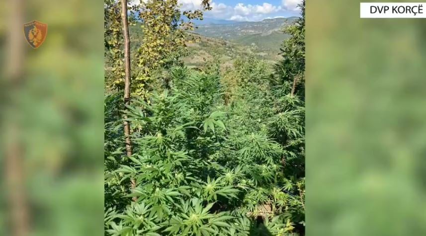 Pjesë e grupit kriminal që trafikonin drogë drejt Greqisë, arrestohen dy persona në Korçë