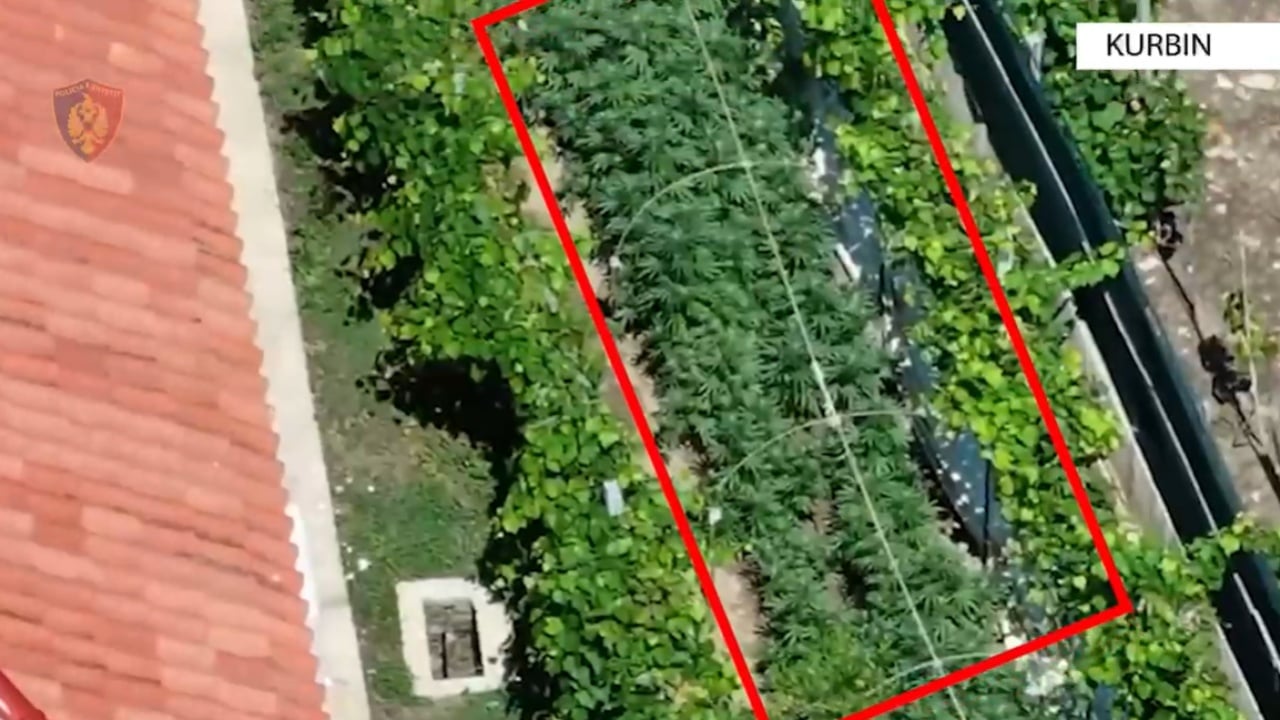 Po kujdesej për 116 bimë narkotike të kultivuara, arrestohet në flagrancë 38-vjeçari në Kurbin