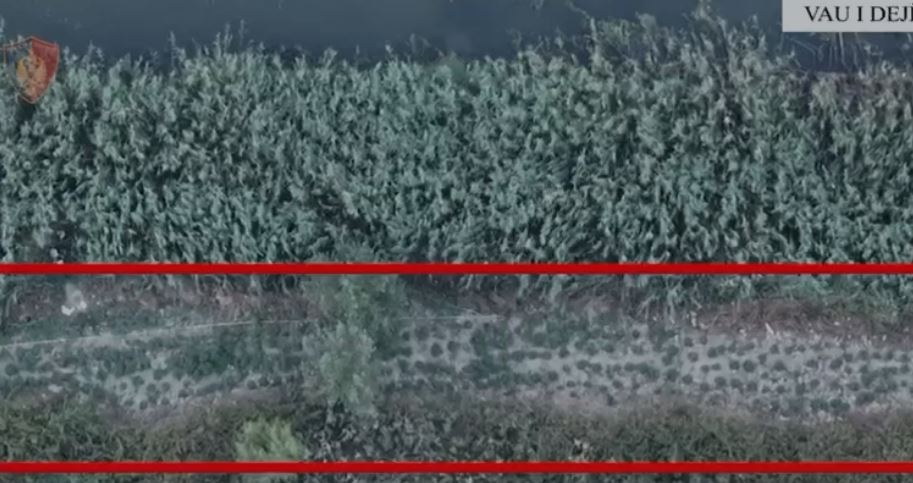 Po kujdeseshin për parcelat e kanabisit, arrestohen “kopshtarët” në Vaun e Dejës (Emrat)