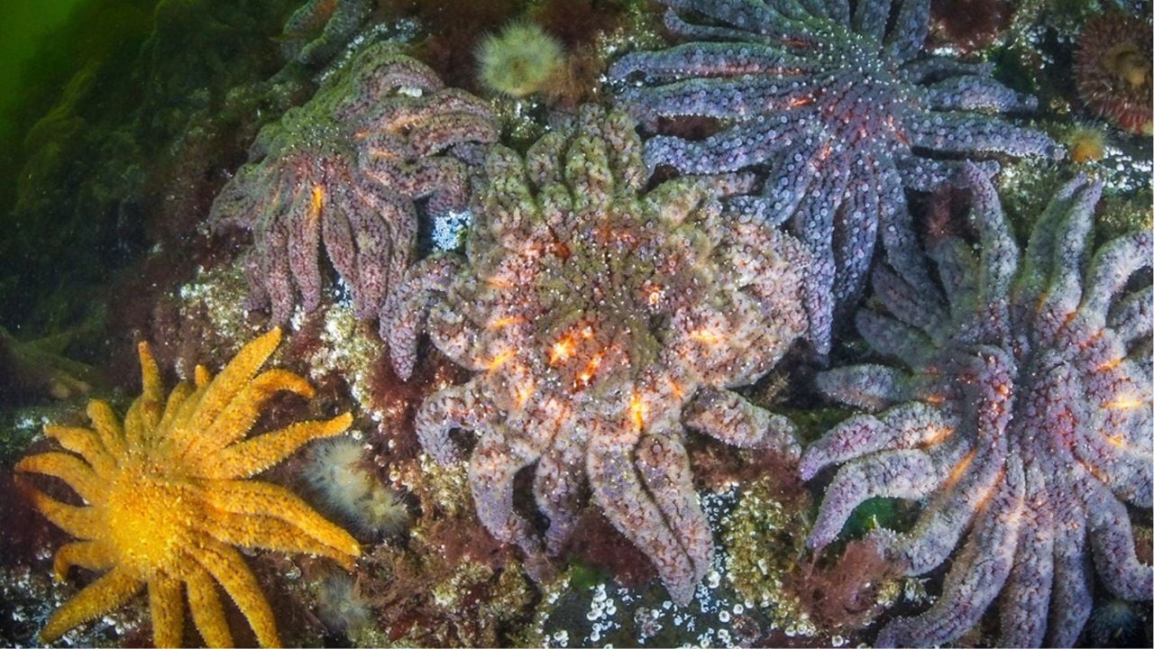 Pse ngordhën miliarda yje deti, shkencëtarët zgjidhin misterin