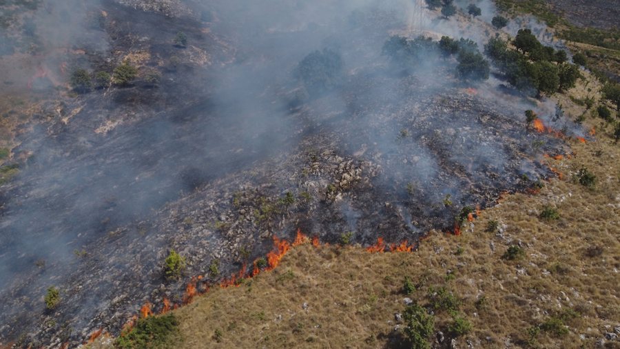 Pyjet e Shqipërisë po tkurren me shpejtësi, zjarret dhe prerjet e paligjshme rrezikojnë ekosistemin