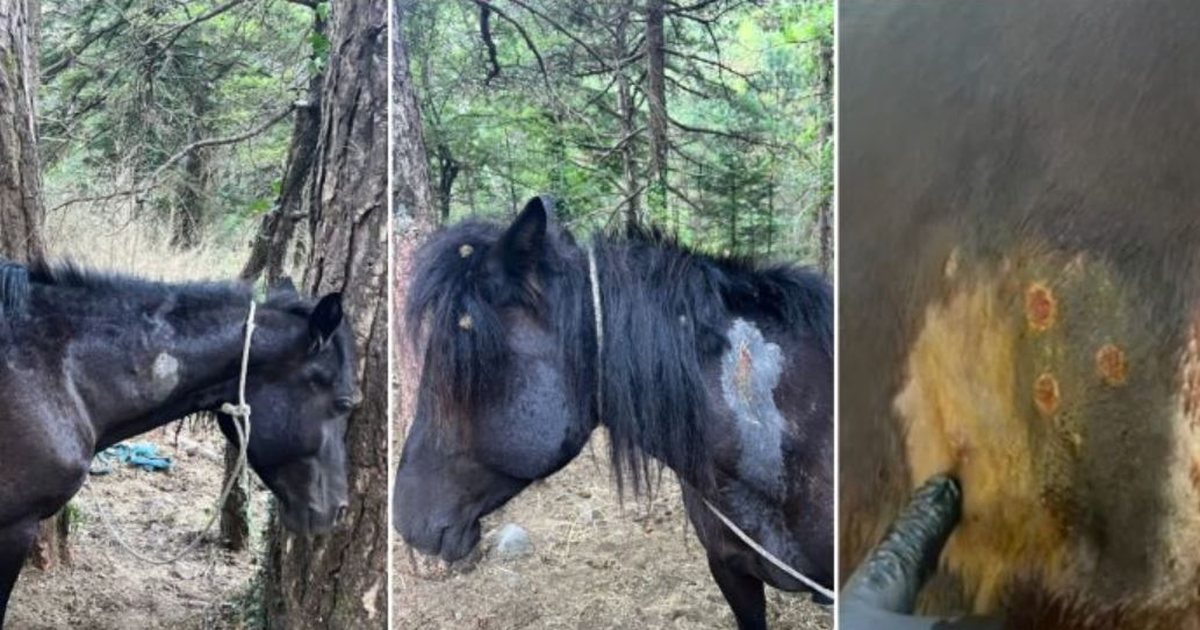 Qëlloi me armë gjahu 22 kuaj në Parkun e Llogarasë, identifikohet autori, nisin hetimet për 55-vjeçarin