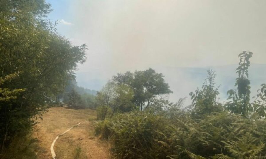 Rama dhe qeveria i lanë në harresë/ Shiu shuan zjarret në Fushë-Arrëz, u shkrumbuan dhjetëra hektarë pyje
