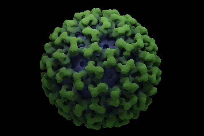 Rriten rastet e virusit çikungunja në Kinë. Çfarë duhet të dini për këtë sëmundje të përhapur nga mushkonjat