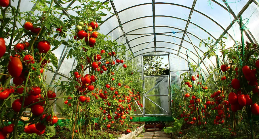 Rrjetat antibreshër, AZHBR: Skema Kombëtare e Investimeve grant 50% të vlerës