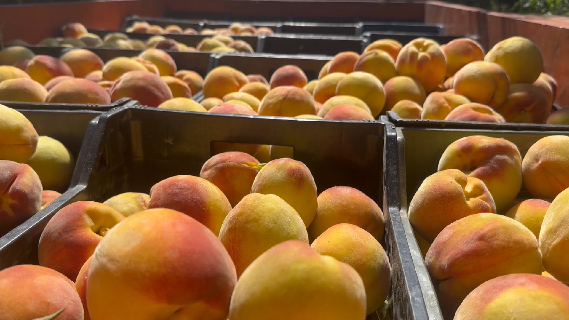 Rrjetat për pemtoret përfshihen në skemën e subvencioneve