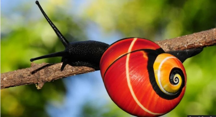 Shkencëtarët nisin një mision për të shpëtuar kërmijtë më të bukur në botë që po zhduken në Kubë