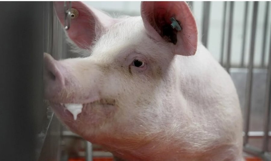 Shkencëtarët transplantojnë mushkëri derri te një pacient me tru të vdekur për herë të parë në botë