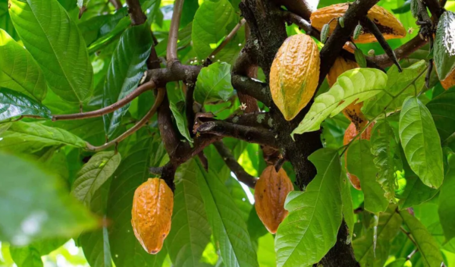 Si quhet pema nga vjen prodhohet çokollata? Pak e dinë emrin e saj