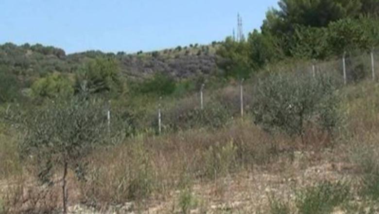 Skandal në Vlorë/ 54-vjeçari ‘privatizon’ pyllin e mbrojtur dhe mbjell ullinj, policia e merr nën akuzë