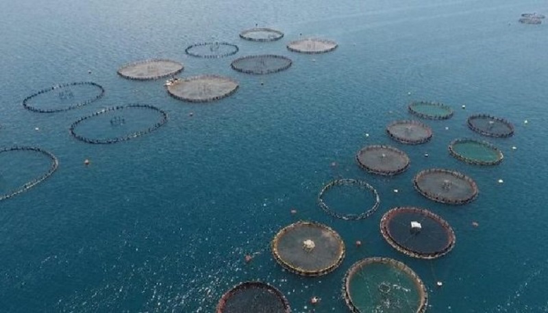 Skema Kombëtare, Denaj: Financim për investime në akuakulturë deri në 15 milionë lekë