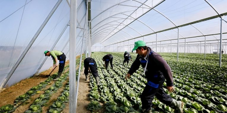 Skemat mbështetëse në bujqësi, fermerët kërkojnë pajisjen me dokumente pronësie