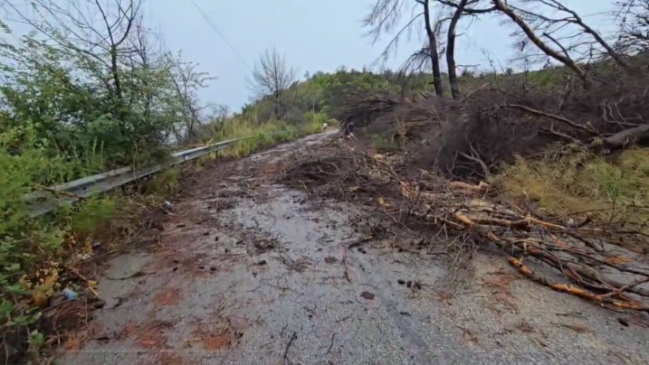 Stuhia rrëzon disa pemë ne aksin Fier-Cakran, bllokohet qarkullimi për disa minuta